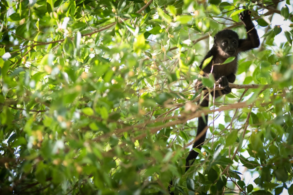 black monkey on tree branch during daytime