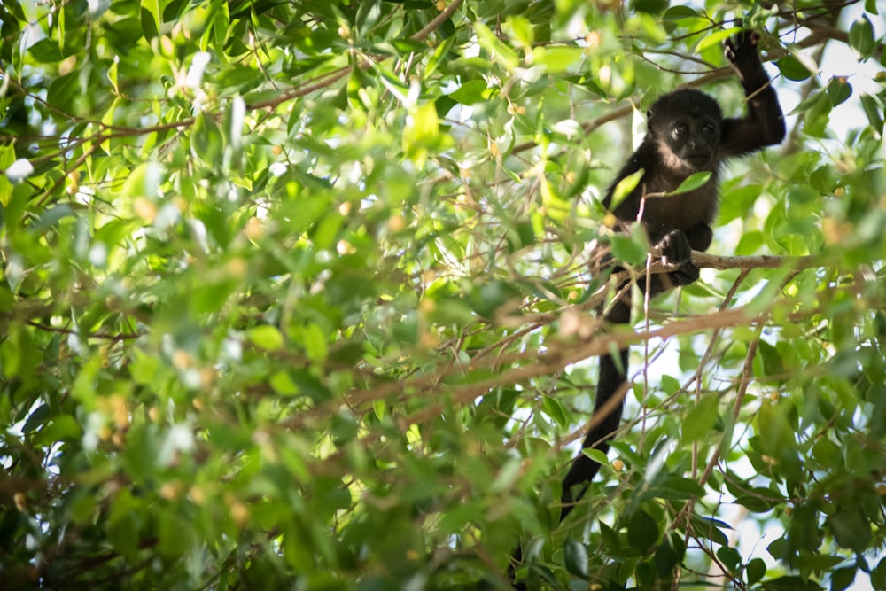 singe noir sur une branche d’arbre pendant la journée