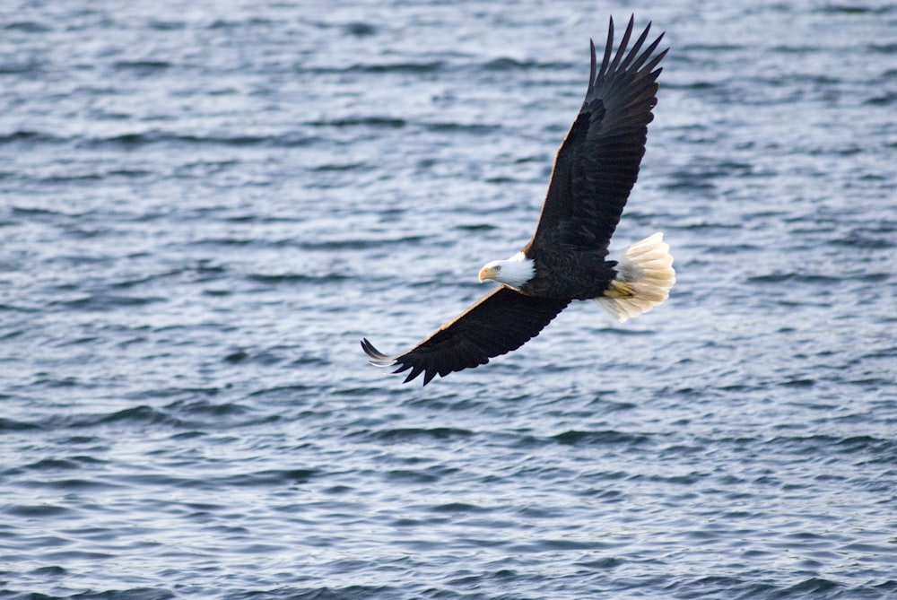 black and white eagle flying over the sea during daytime