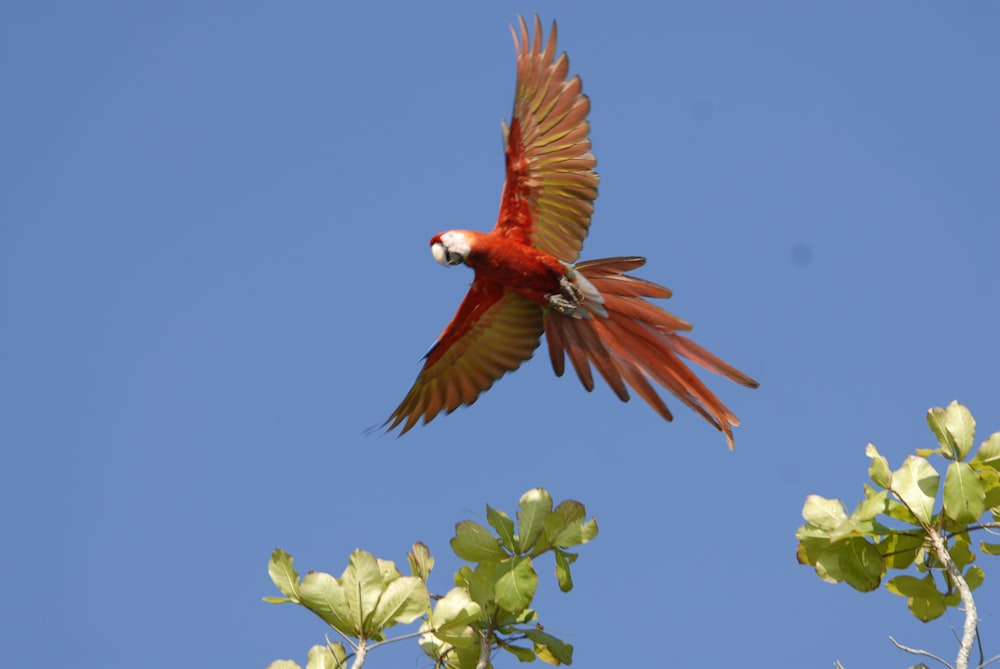 red and white bird on green tree branch