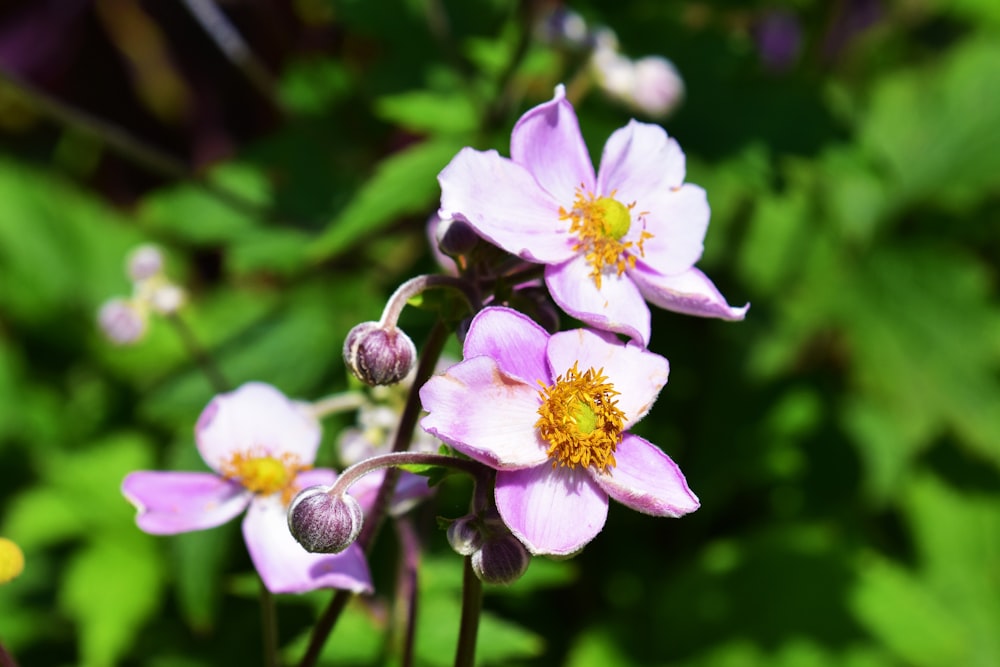 purple and white flower in tilt shift lens