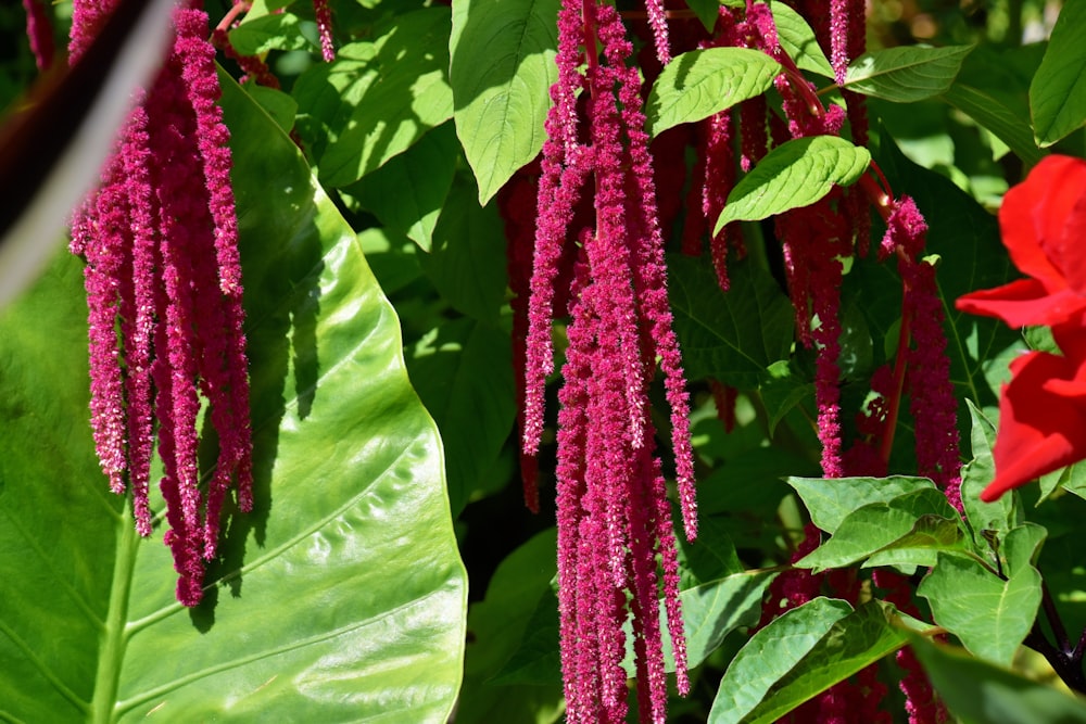 pink flowers with green leaves