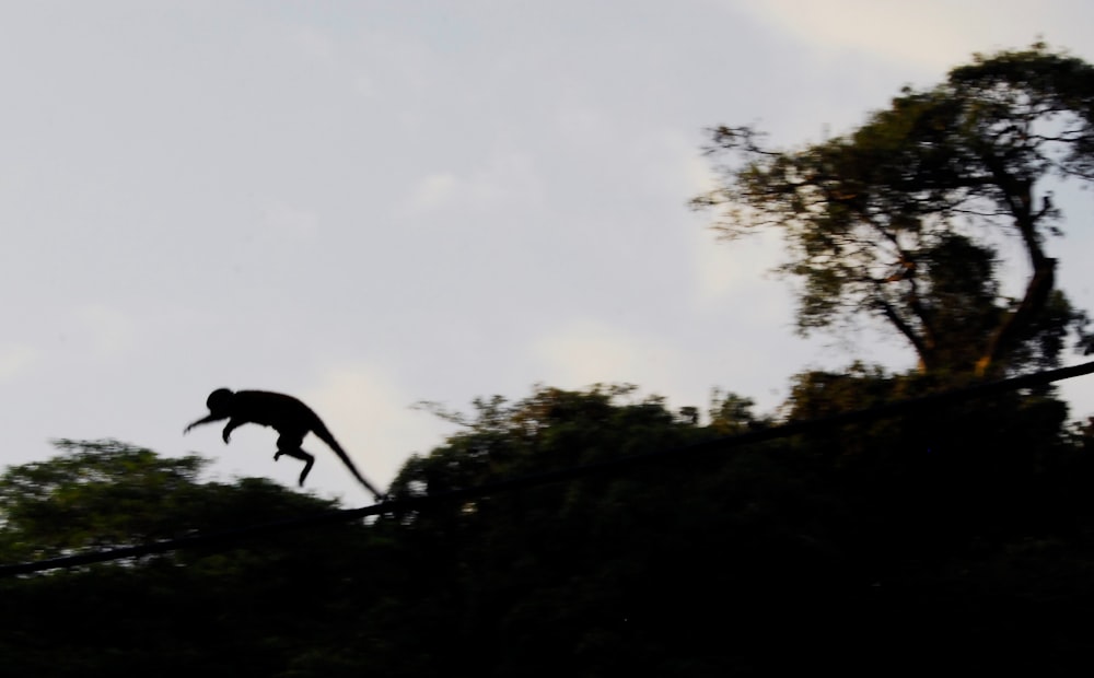 black horse on green grass field during daytime