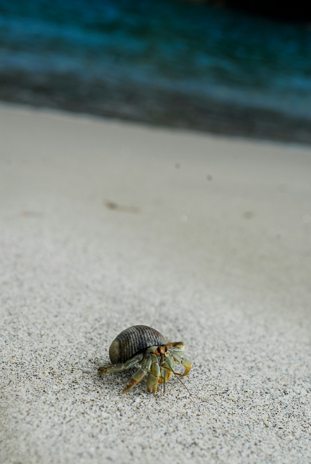 brown and black crab on white sand during daytime