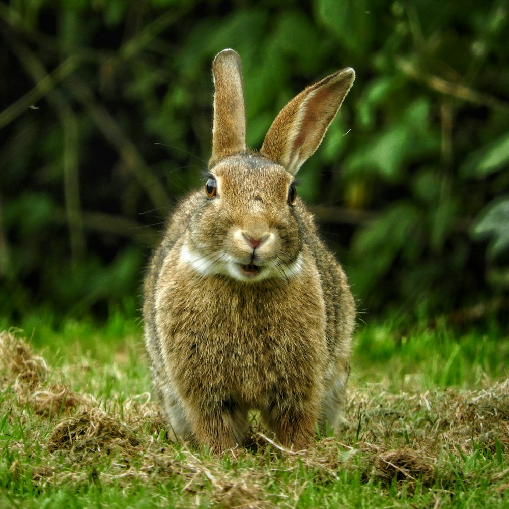 brown rabbit on green grass during daytime