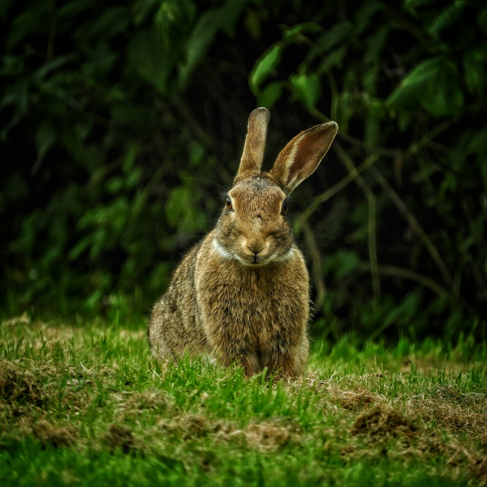 brown rabbit on green grass during daytime