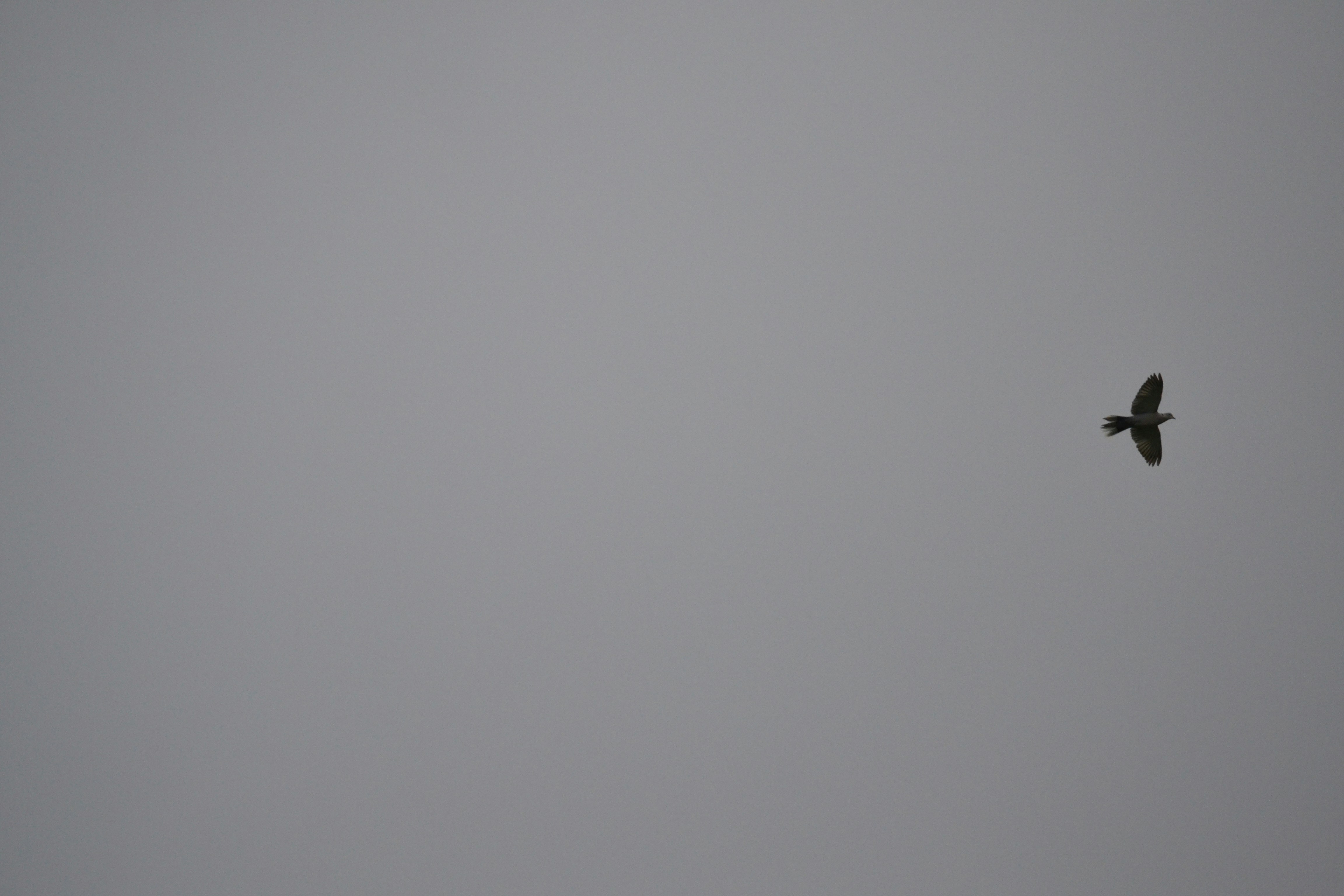 Photo by kathyryn_tripp