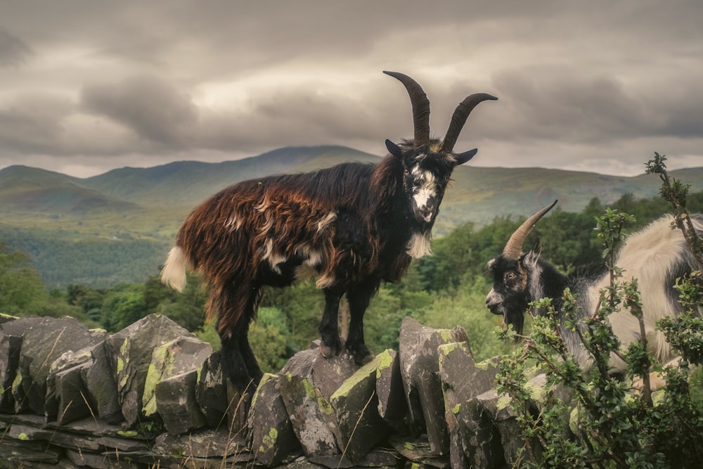 brown and white goat on gray rock during daytime