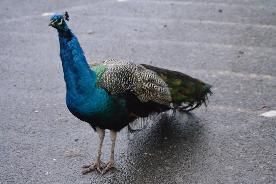 peacock on gray concrete road during daytime