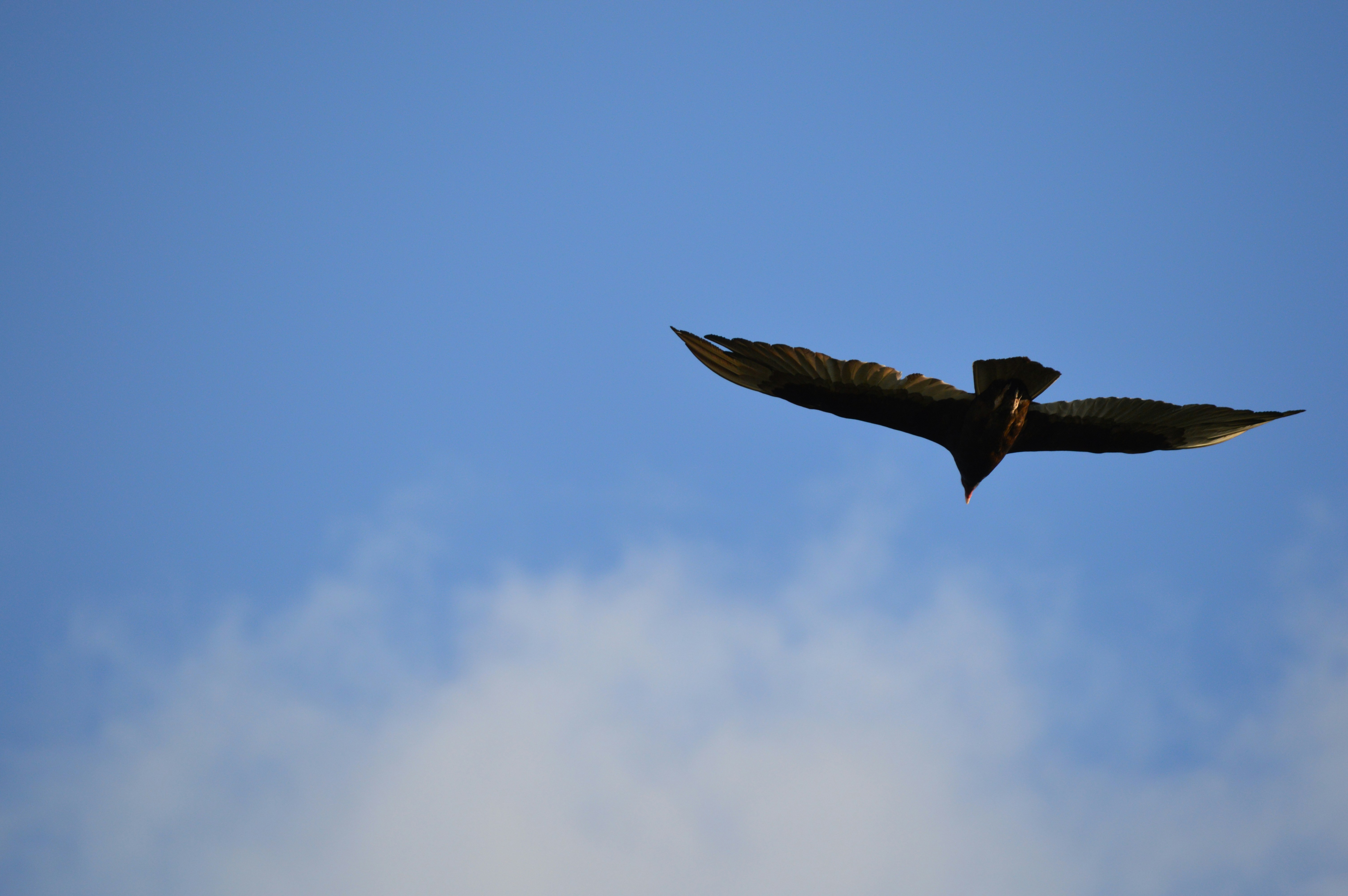 foto-zum-thema-schwarzer-vogel-fliegt-am-himmel-kostenloses-bild-zu