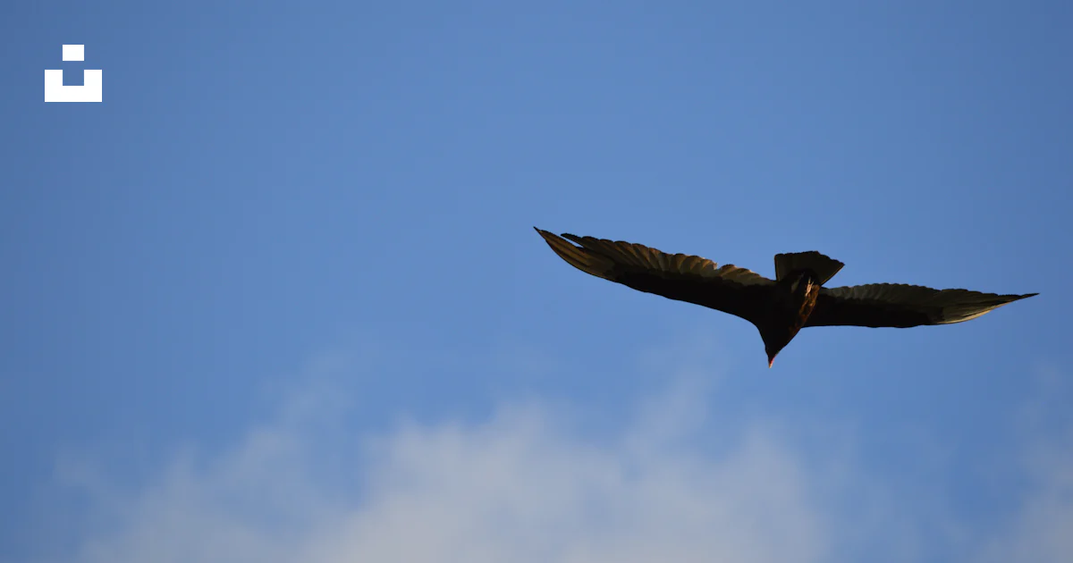 Foto Zum Thema Schwarzer Vogel Fliegt Am Himmel Kostenloses Bild Zu foto-zum-thema-schwarzer-vogel-fliegt-am-himmel-kostenloses-bild-zu