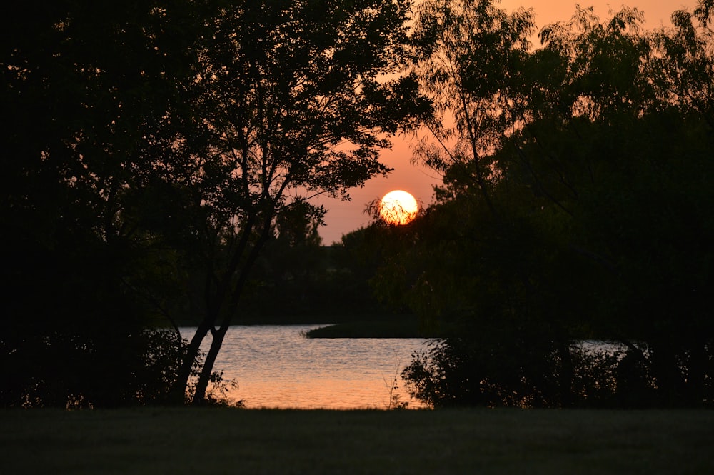 silhouette of trees near body of water during sunset