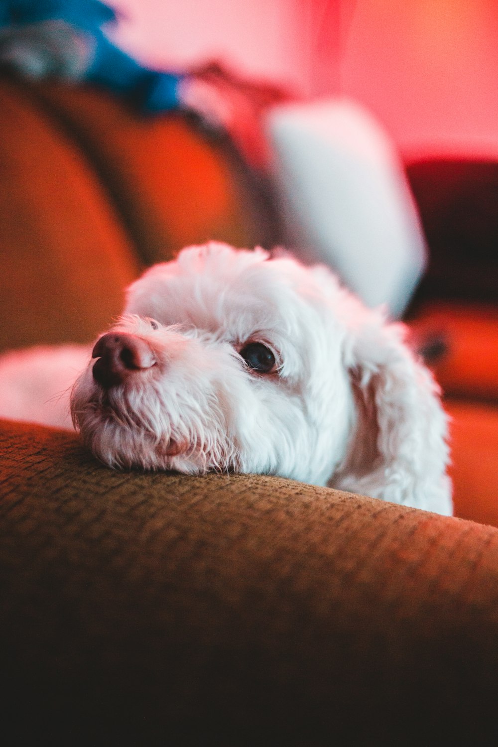 white long coated small dog on brown textile