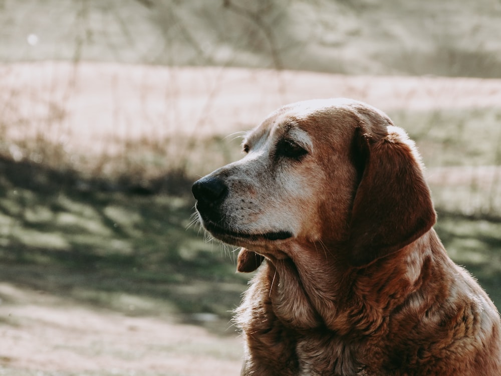 brown and white short coated dog