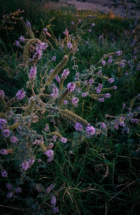 A field of wild plants featuring long, cylindrical green stalks with clusters of small, purple flowers. The scene is set in a natural environment with lush greenery and dense grass.