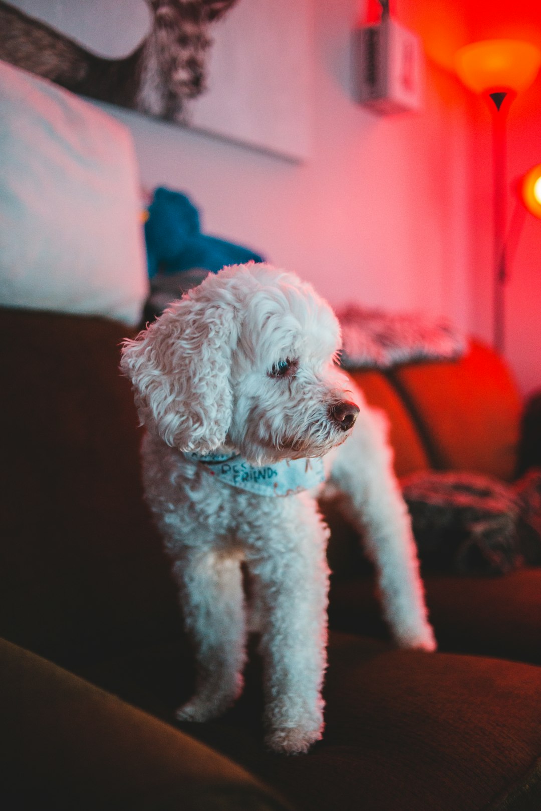 white poodle on red sofa