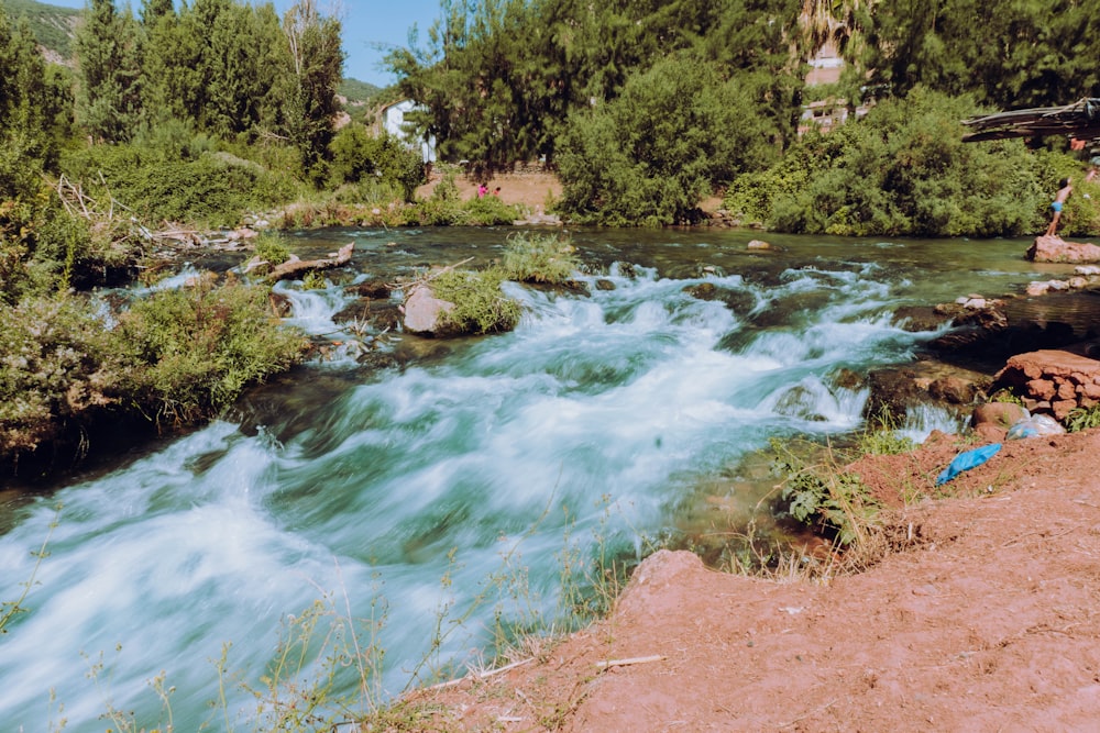 green trees beside river during daytime