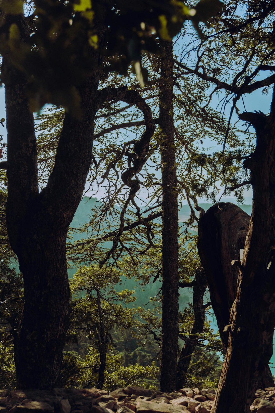 photo of Aguelmam Azegza Ecoregion near Lake Tiguelmamine