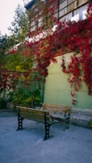 A pair of wooden benches with metal legs are positioned on a concrete surface. They are surrounded by vibrant red and green ivy climbing up a wall and covering the facade of an adjacent building. The building's windows are visible, and trees can be seen in the background.