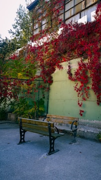 A pair of wooden benches with metal legs are positioned on a concrete surface. They are surrounded by vibrant red and green ivy climbing up a wall and covering the facade of an adjacent building. The building's windows are visible, and trees can be seen in the background.
