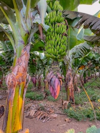 A banana plantation with large banana bunches hanging from tall banana trees. The trees have broad green leaves, and the ground is covered with fallen leaves and small plants. The banana flowers, with shades of purple and pink, are visible at the base of the bunches.