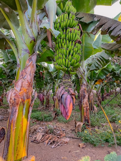A banana plantation with large banana bunches hanging from tall banana trees. The trees have broad green leaves, and the ground is covered with fallen leaves and small plants. The banana flowers, with shades of purple and pink, are visible at the base of the bunches.