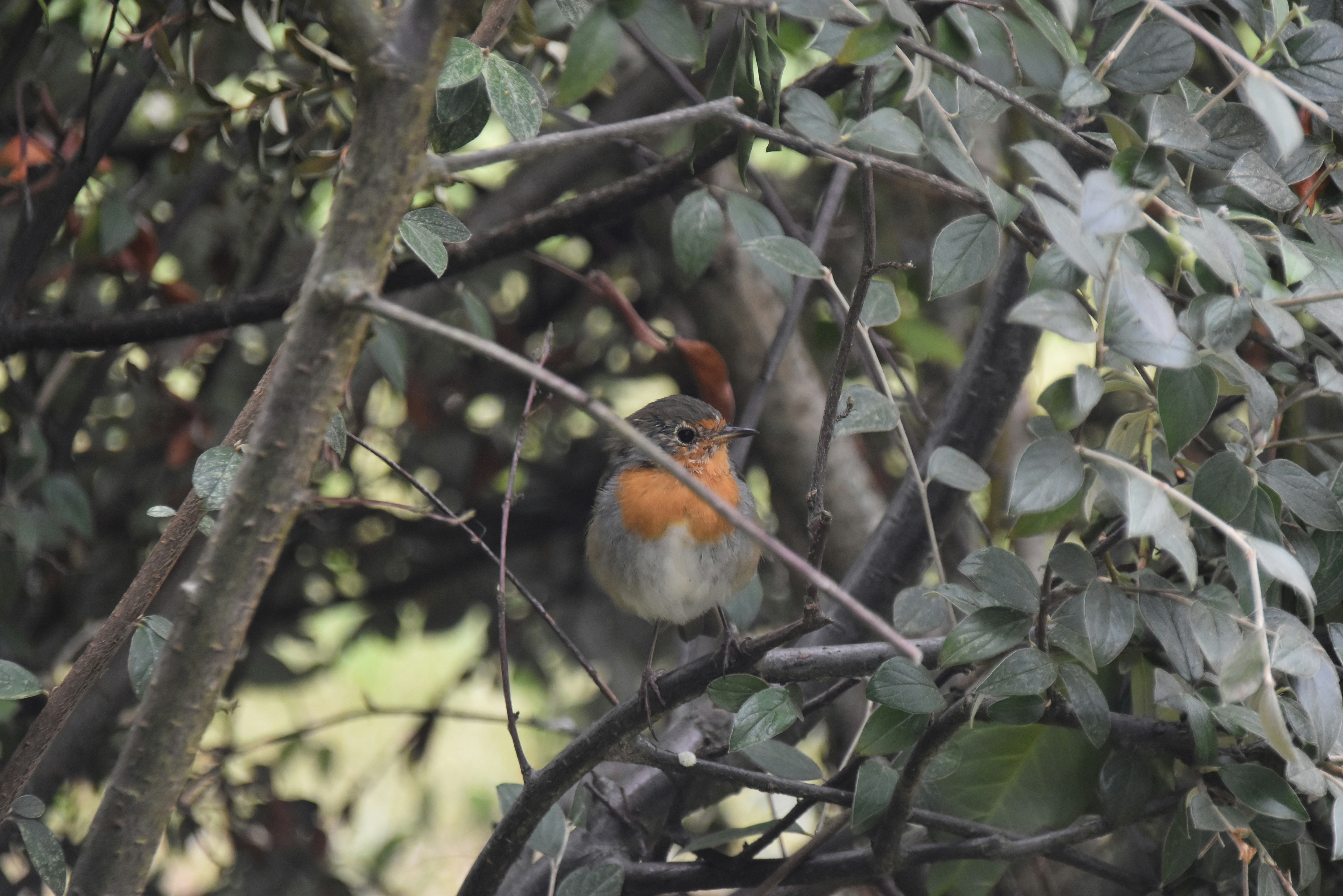 White and orange bird on tree branch during daytime photo Free Pinson