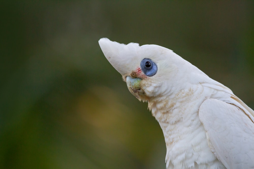 white bird in tilt shift lens