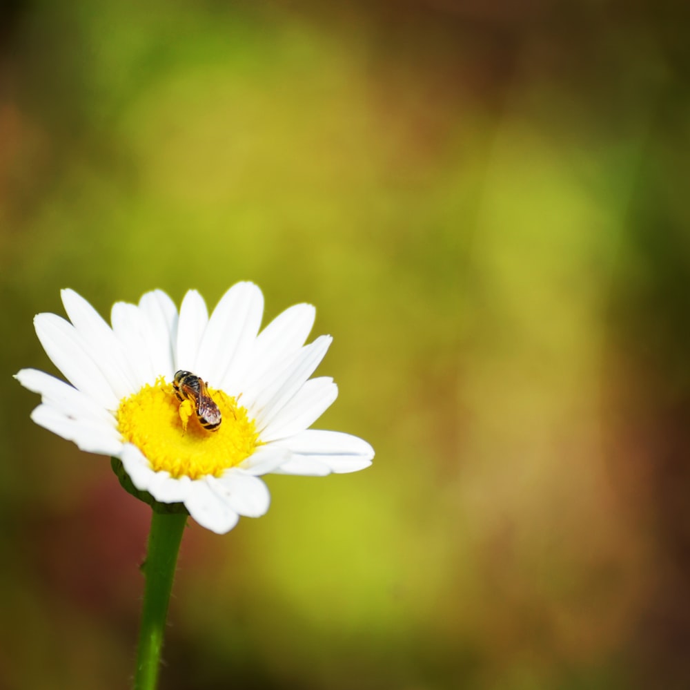 white daisy in bloom during daytime