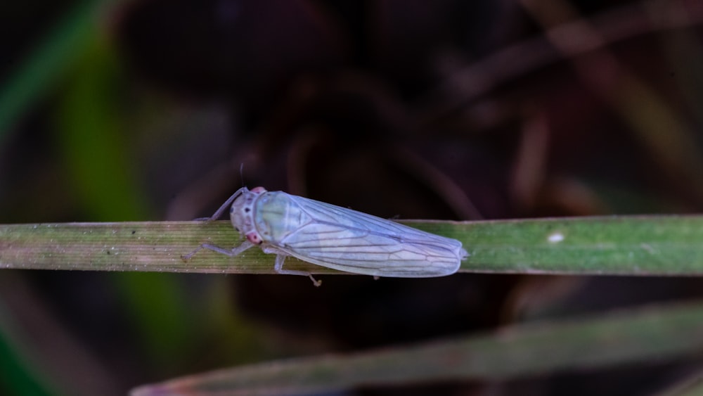 green and white insect on green stem