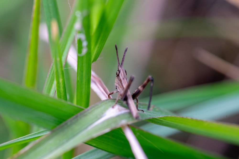 brown grasshopper on green grass during daytime