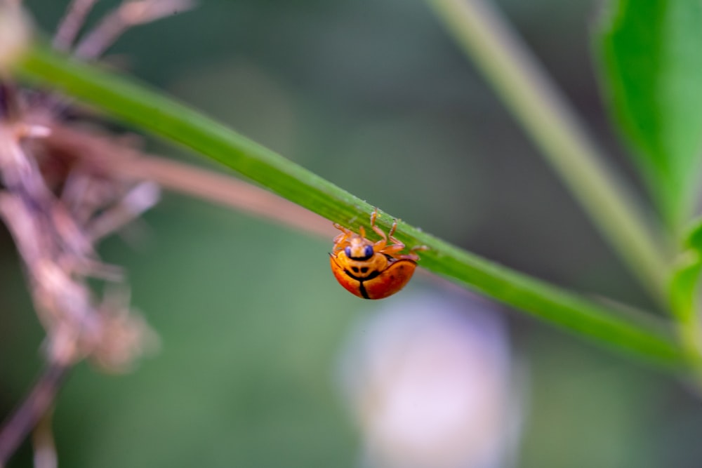 orange ladybug perched on green leaf in close up photography during daytime