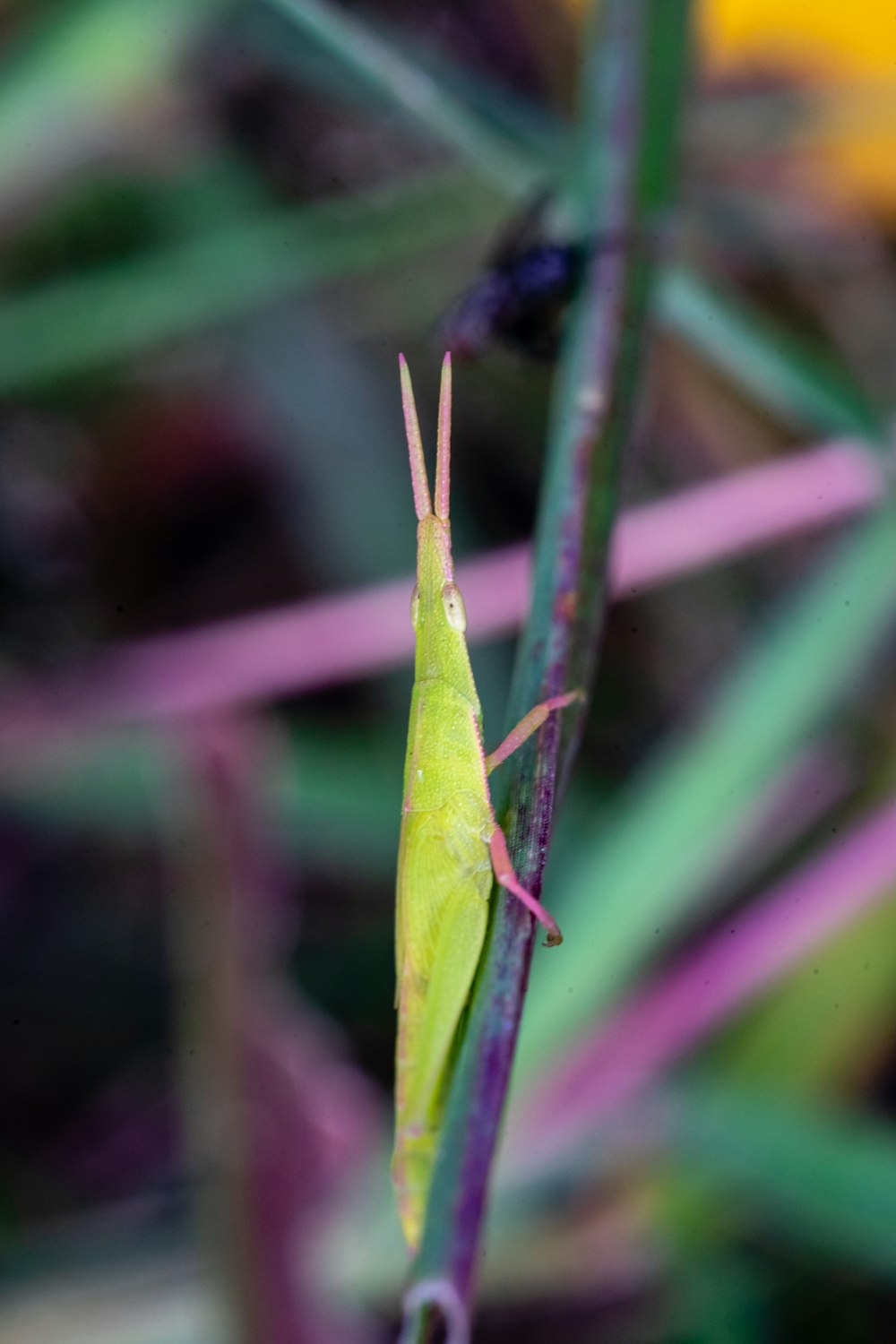 green grasshopper on green leaf in close up photography during daytime