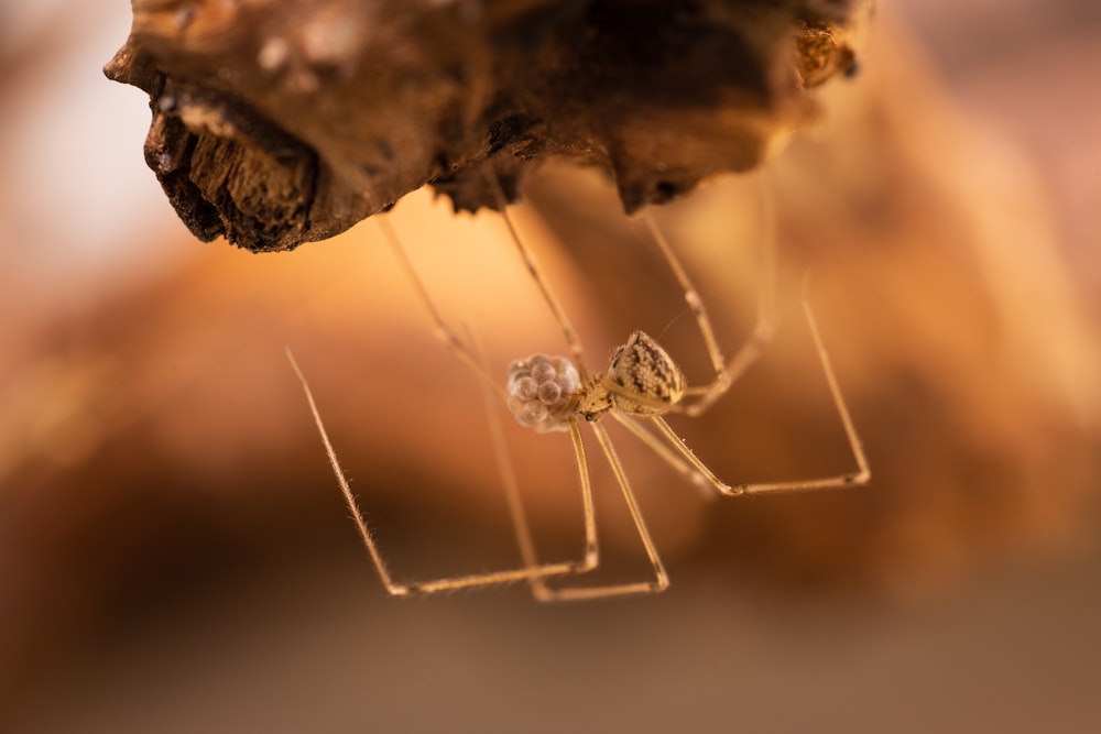 brown spider on web in close up photography during daytime