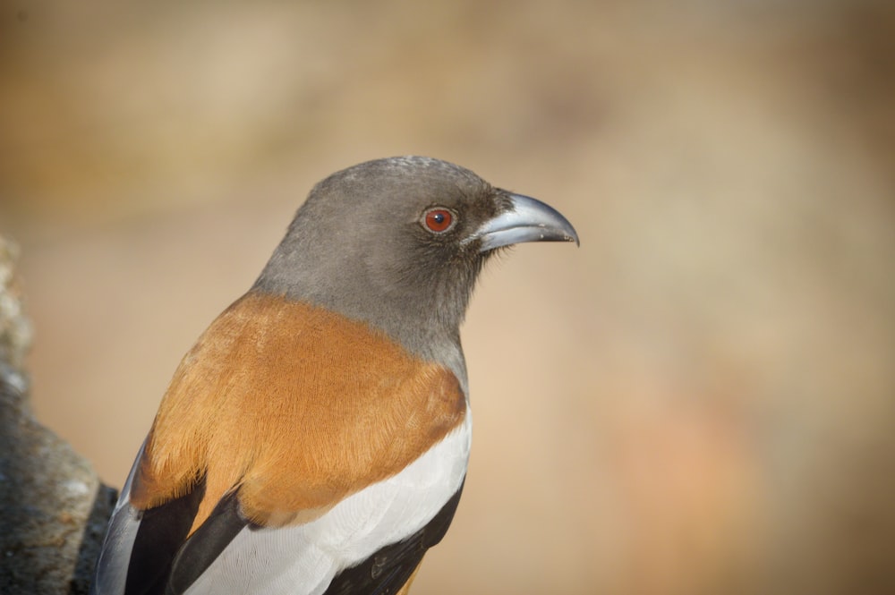 black orange and white bird