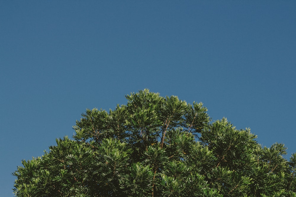 green tree under blue sky during daytime