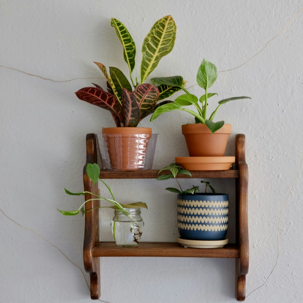 green potted plant on brown wooden shelf