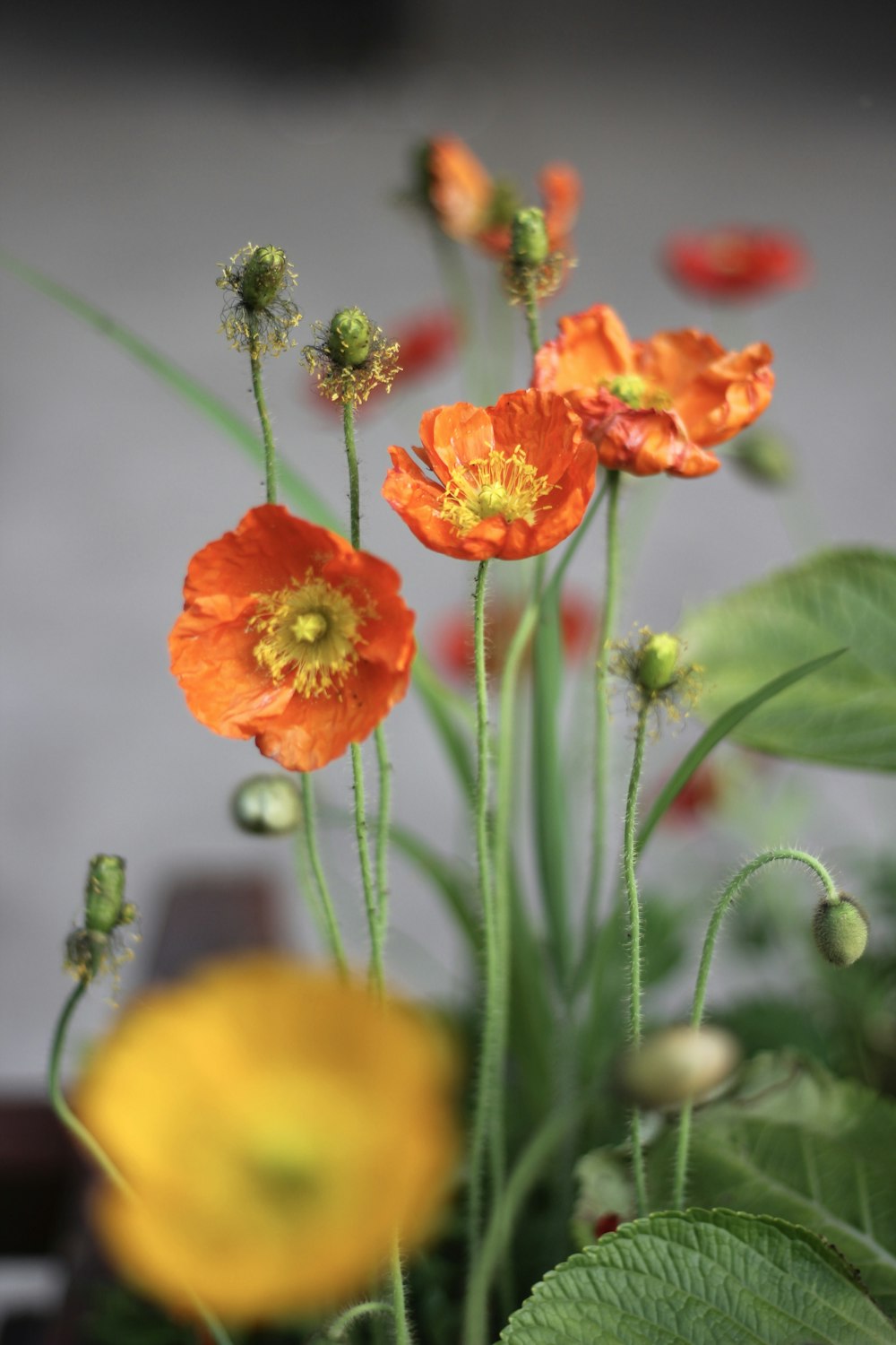 orange flower in tilt shift lens