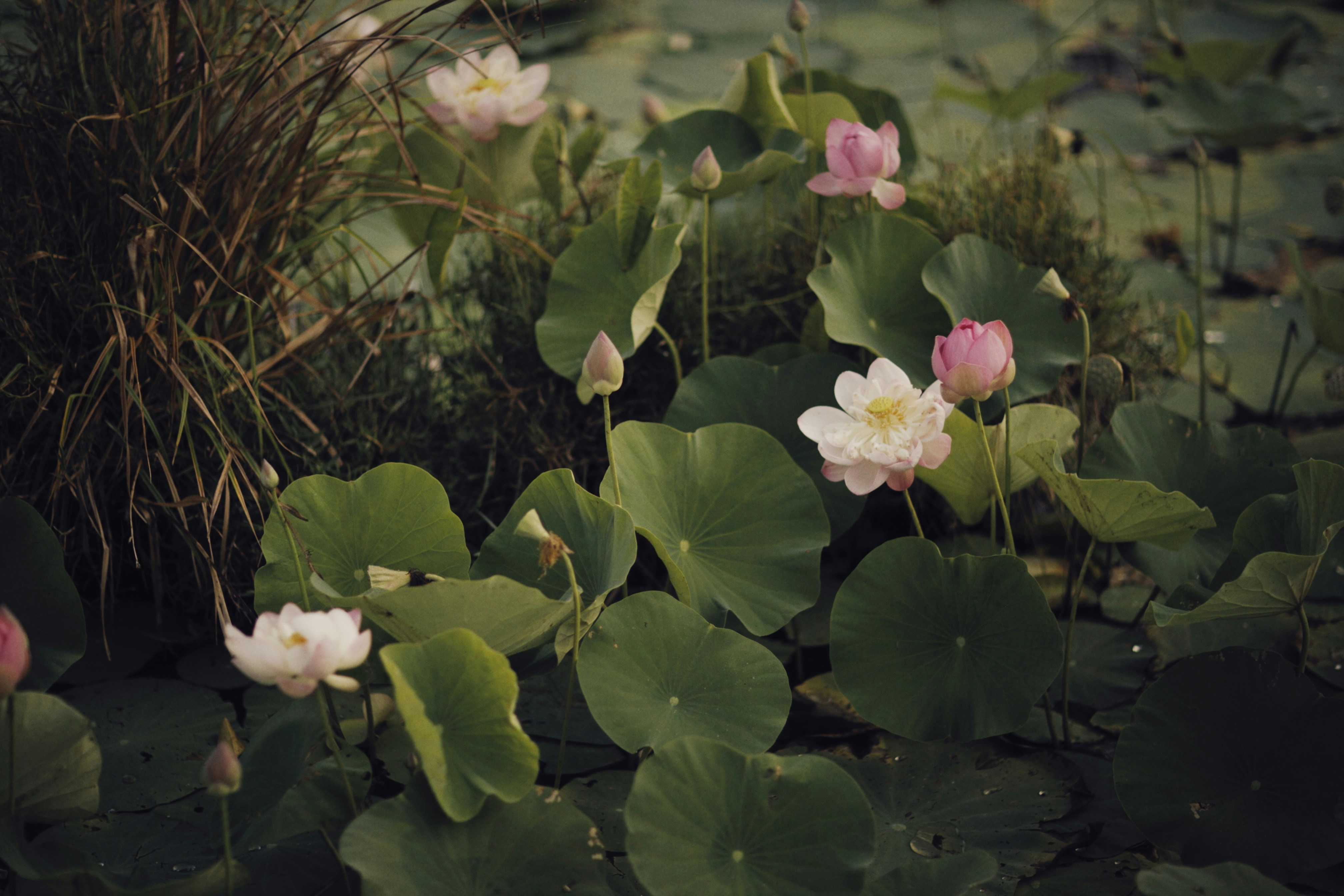 Photo by alexeydemidov