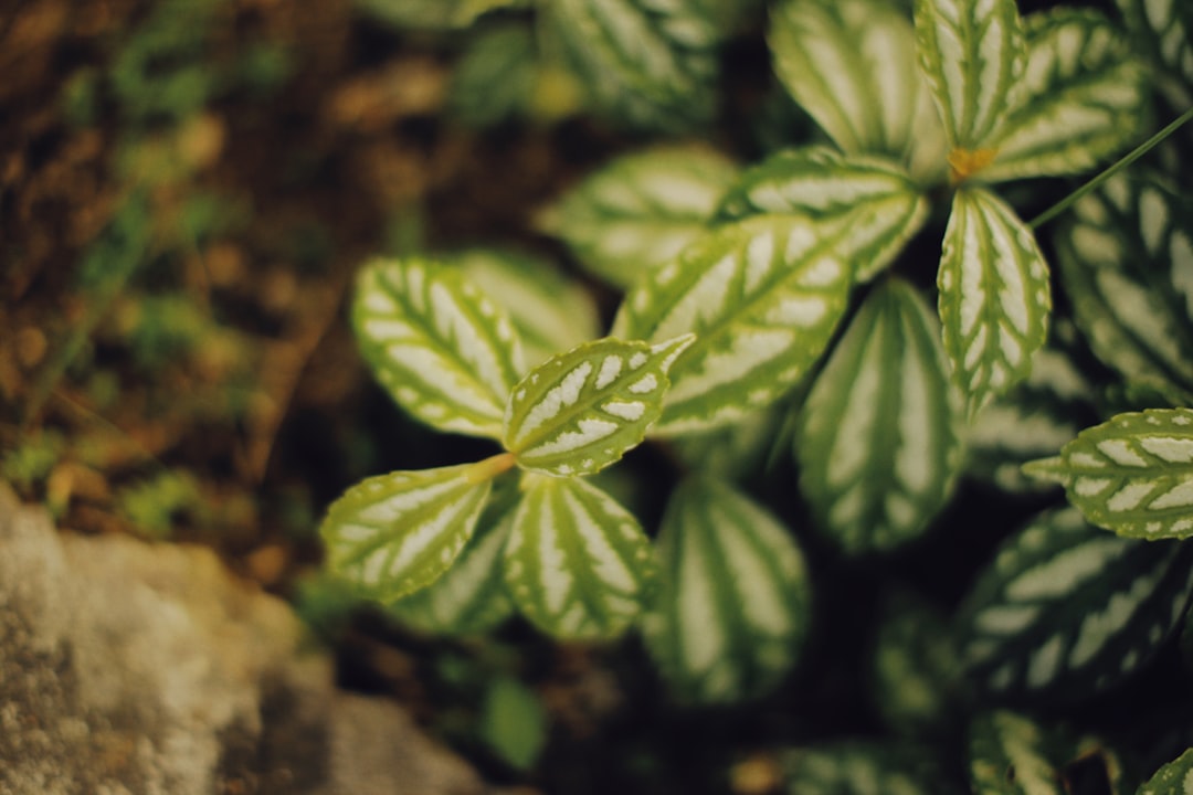 green leaf plant in close up photography