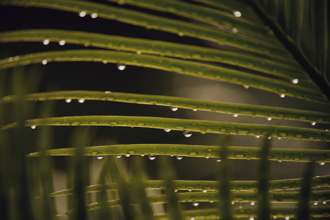 green leaf plant in close up photography