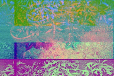 A glitchy image of plant leaves in various abstract colors, with visible pixels and distortion patterns.