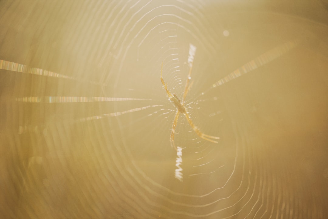 brown spider on web in close up photography