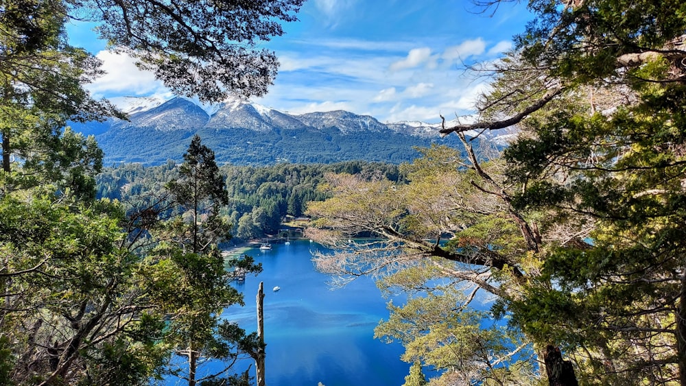 green trees near lake under blue sky during daytime