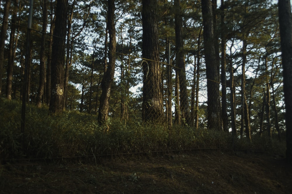 brown trees on brown field during daytime