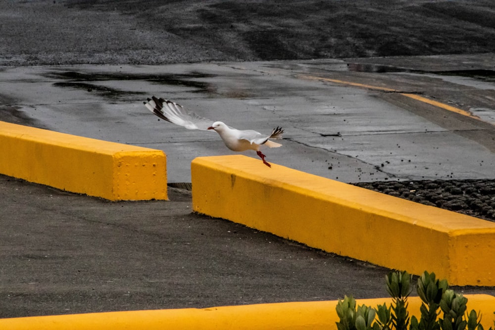 white and gray bird on yellow concrete post