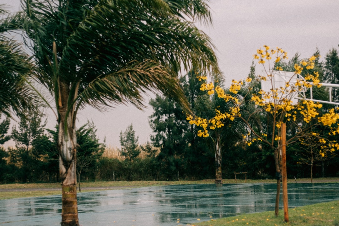 green trees near body of water during daytime