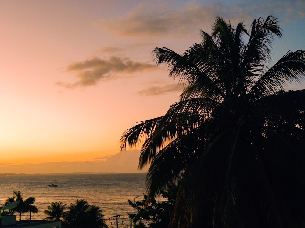 silhouette of palm tree near body of water during sunset