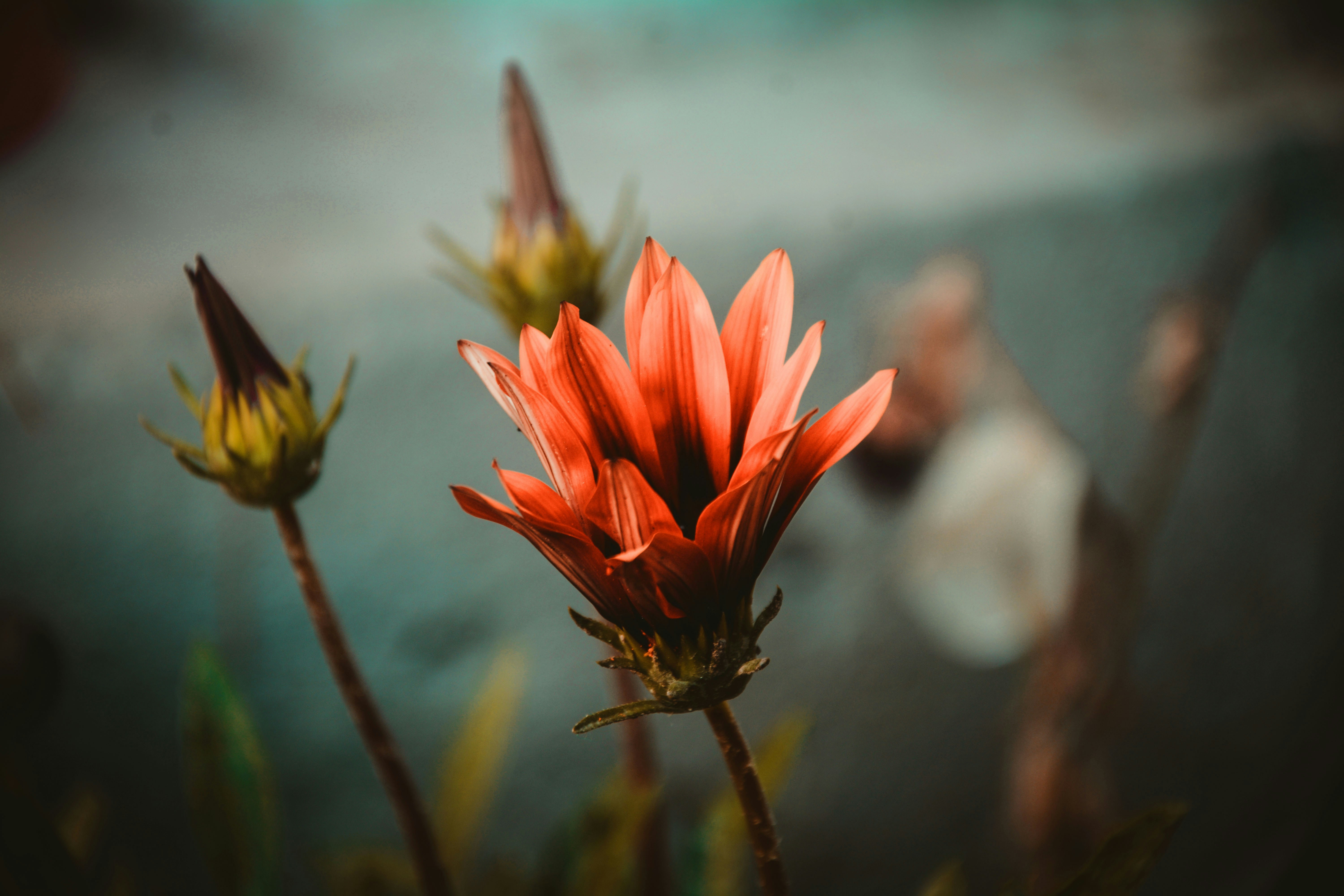 Photo by assadtanoli