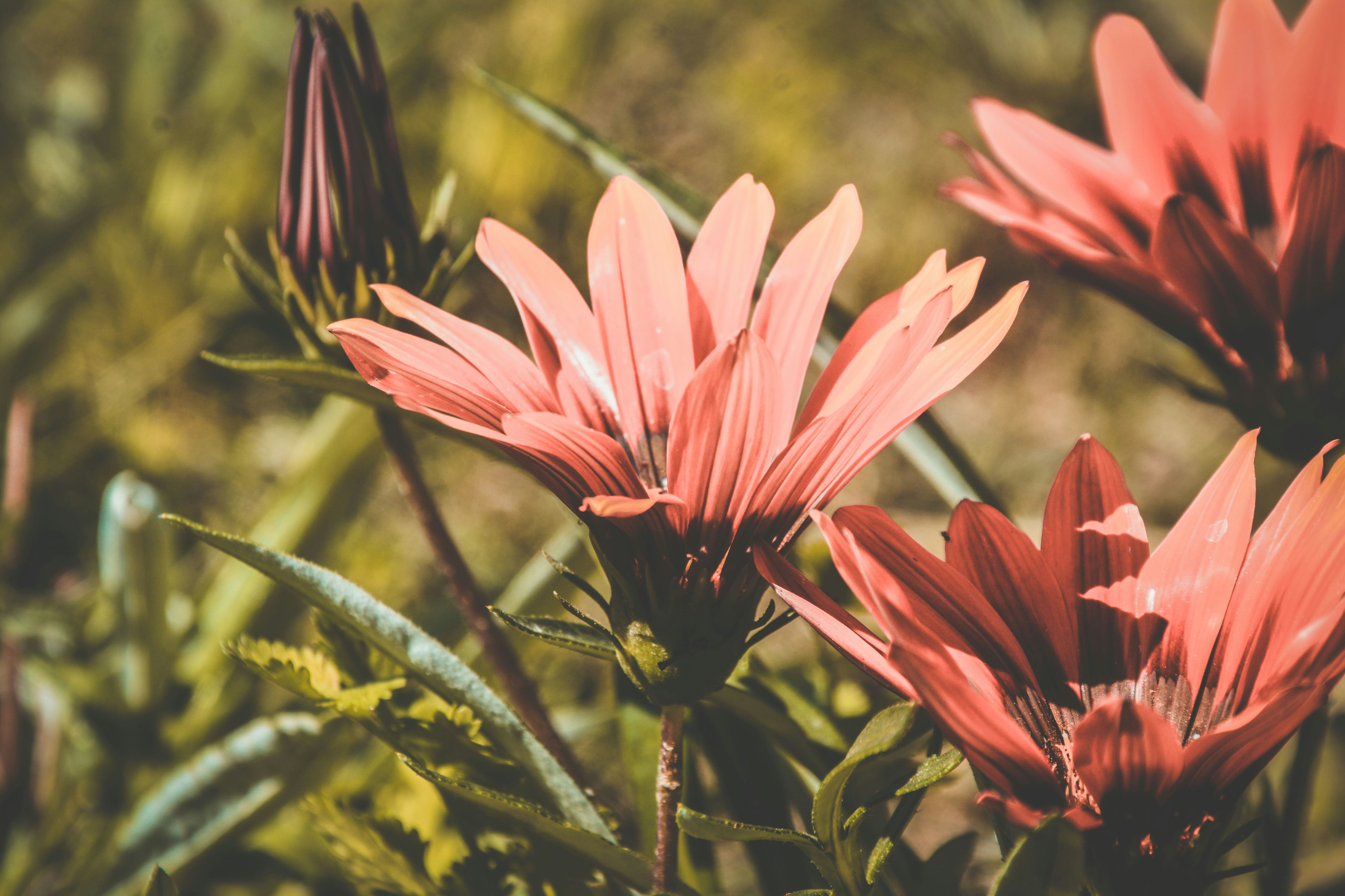 Photo by assadtanoli